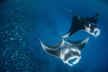 two giant manta rays