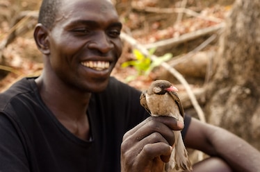 a man holding a brown-and-white honeyguide bird