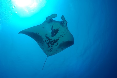 a manta ray