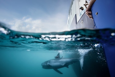 A Shark swims next to a boat.