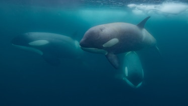 Whales swim together in water.