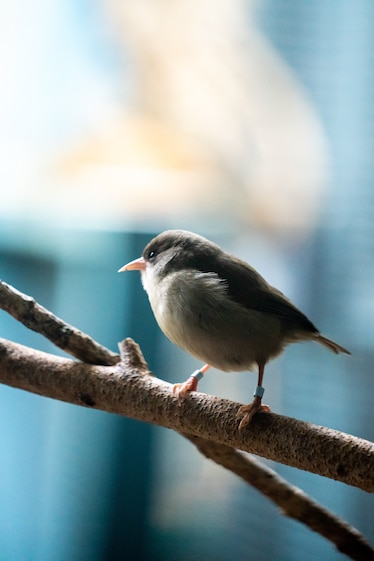 A small bird, grey on top and white on its chest, with a pale orange bill, sits on a branch in an enclosure.