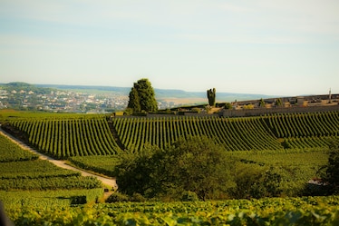 View of the vineyards and cementery in the Champagne Region.