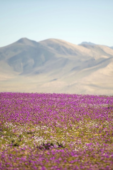 purple flowers dot the desert as sand colored mountains loom in the distance