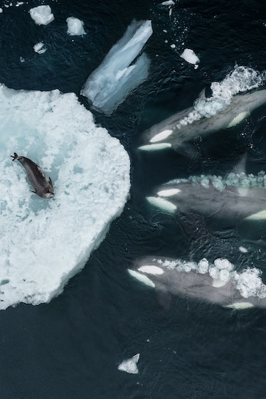 Three orcas swimming towards a seal on an ice floe.