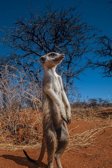 Picture of a meerkat standing and scanning its environment as others stand huddled together in the background.