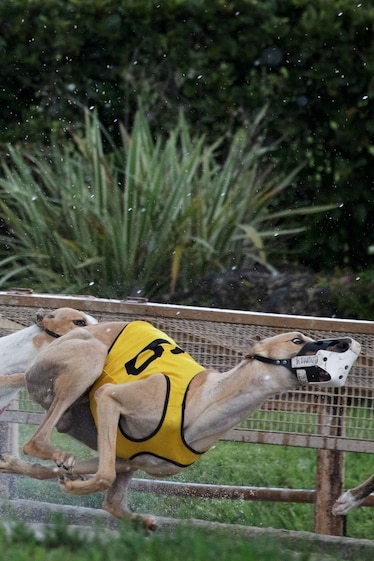 three greyhounds racing