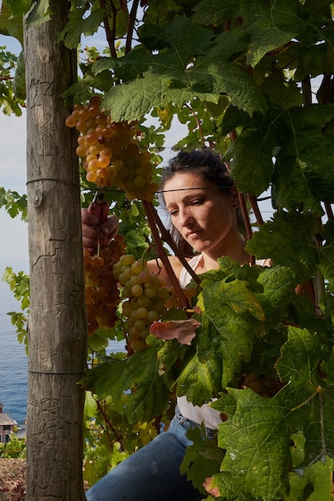 Valentina Sgura helps her friends, owners of Cantina Crovara, with the grape harvesting in one of Crovara’s vineyards