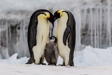 A pair of emperor penguins with their chick on the frozen Ross Sea.