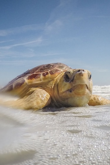 A photo of a loggerhead sea turtle on the beach.