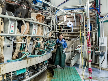 cows stand in a machine that automatically milks them