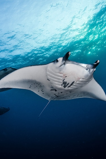 Image of a manta ray swimming below the ocean's surface, seen from below.