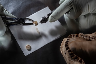a scientist drills into the tooth from an ancient skeleton