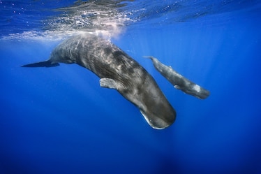 a sperm whale swims with its calf