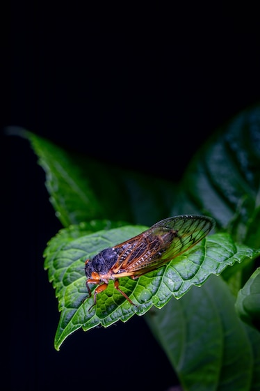 A Brood X cicada sits on a leaf.