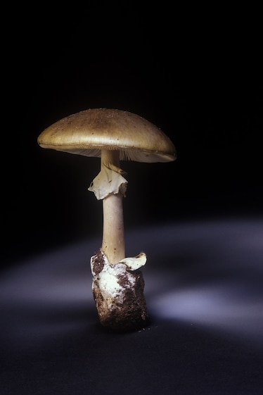 A soft light on a mushroom shows illustrates the spore pattern of the mushroom.