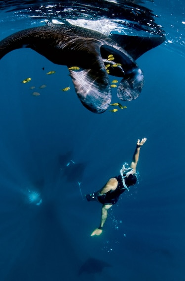 snorkeler with manta