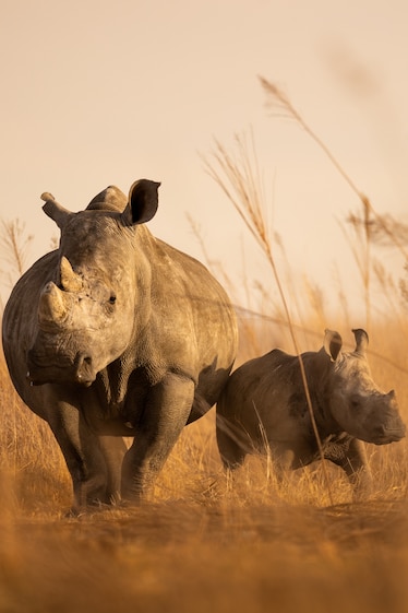 An adult white rhino and calf are seen framed by long blades of golden foliage, bathed in golden light.